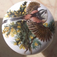 Cabinet knob long tailed Tit