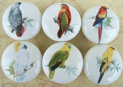 CERAMIC CABINET KNOB PARROT  MACAW EXOTIC BIRD tropical