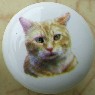 CERAMIC CABINET KNOB pulls CATS KITTEN orange tabby