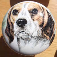 cabinet knob beagle