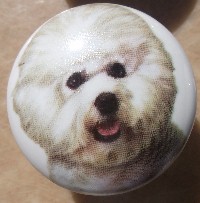 cabinet knob bichon frise