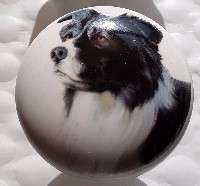 cabinet knob border collie