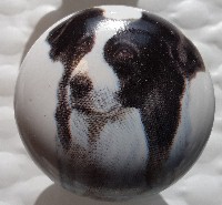 cabinet knob border collie