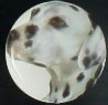 cabinet knob dalmation