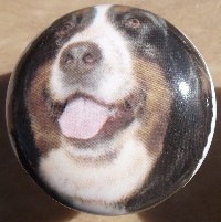 cabinet knob bernese mountain dog