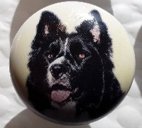 cabinet knob border collie