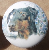 cabinet knob doberman pincer monica heller kole