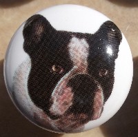 cabinet knob French Bulldog