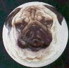 ceramic cabinet knob pug