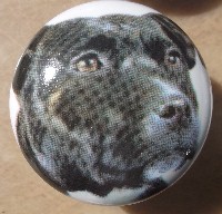 ceramic cabinet knob american staffordshire terrier