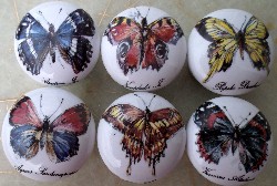 Butterfly Cabinet knobs