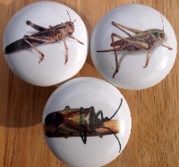 Cabinet Knob Grasshoppers