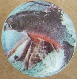 cabinet knob rainbow trout fish available at mariansceramics.com