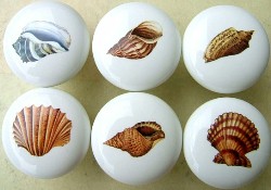 Cabinet Knobs 6 Seashells sea shell available at mariansceramics.com