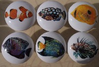 cabinet knob tropical fish available at mariansceramics.com