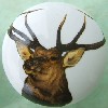 Cabinet Knob Wildlife elk